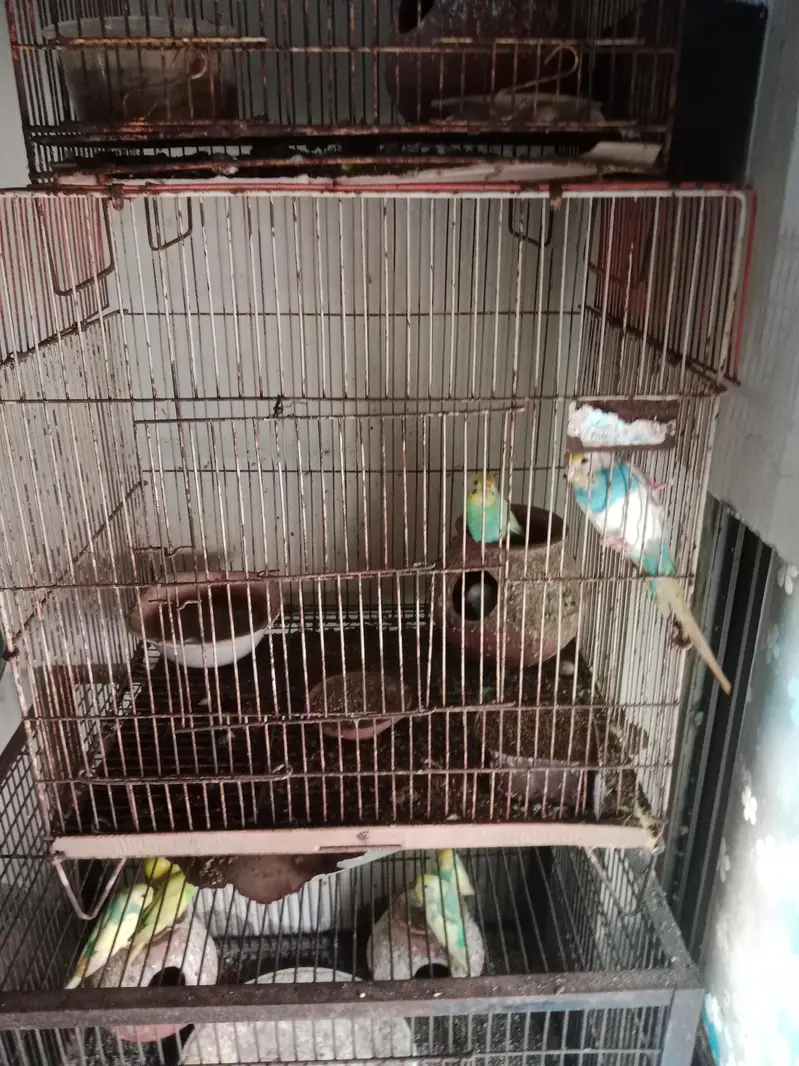 10 birds and one kid — photo 2