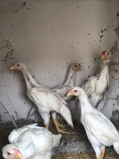 German o Shamo Chicks | 2.5 months age | Healthy and Active