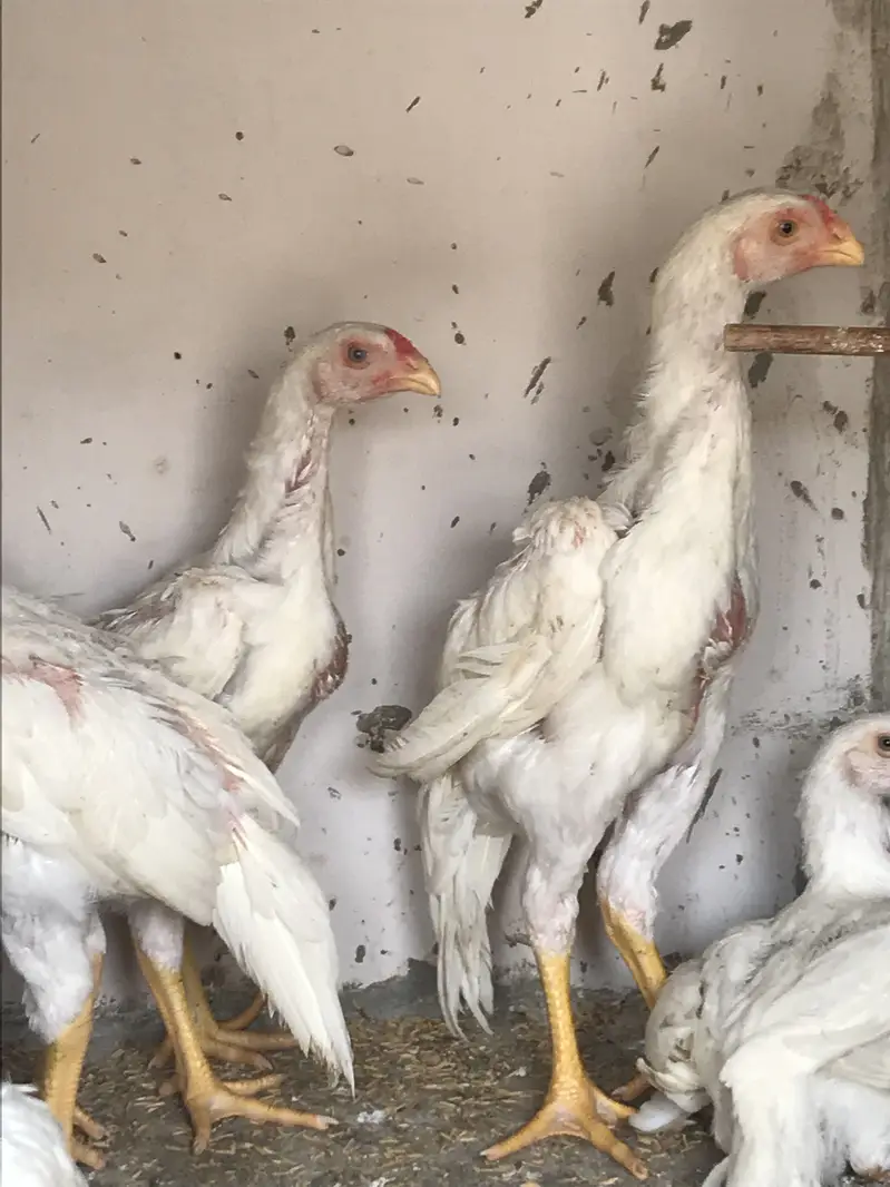 German o Shamo Chicks | 2.5 months age | Healthy and Active — photo 2