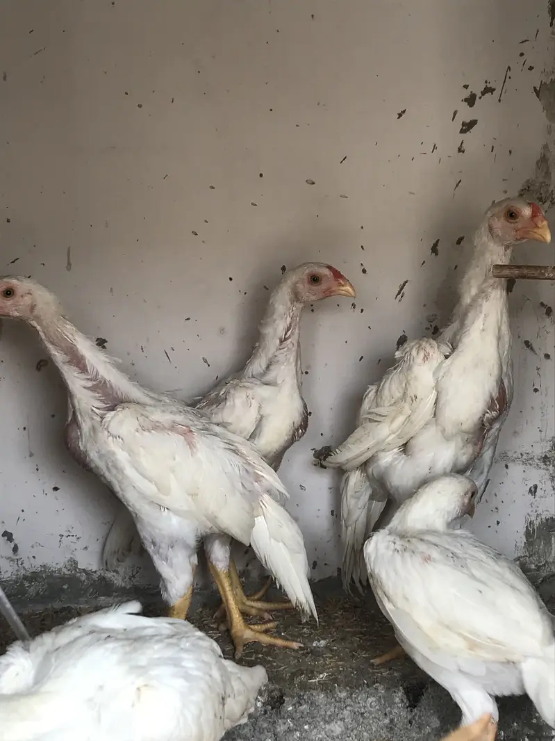 German o Shamo Chicks | 2.5 months age | Healthy and Active — photo 3