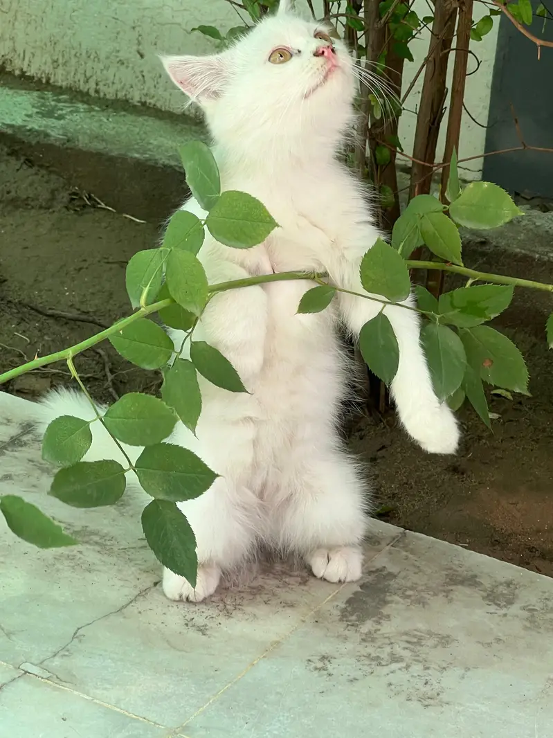 Triple coat Persian Cat — photo 2