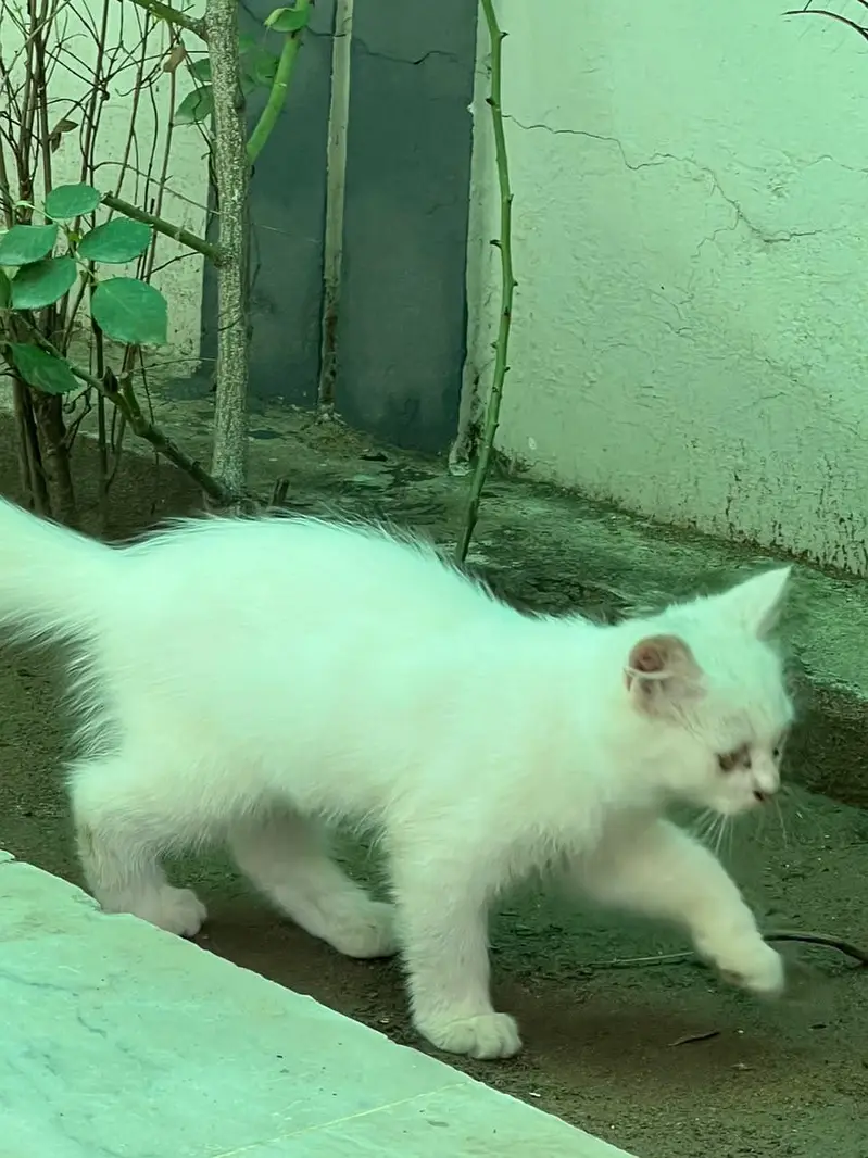Triple coat Persian Cat — photo 3