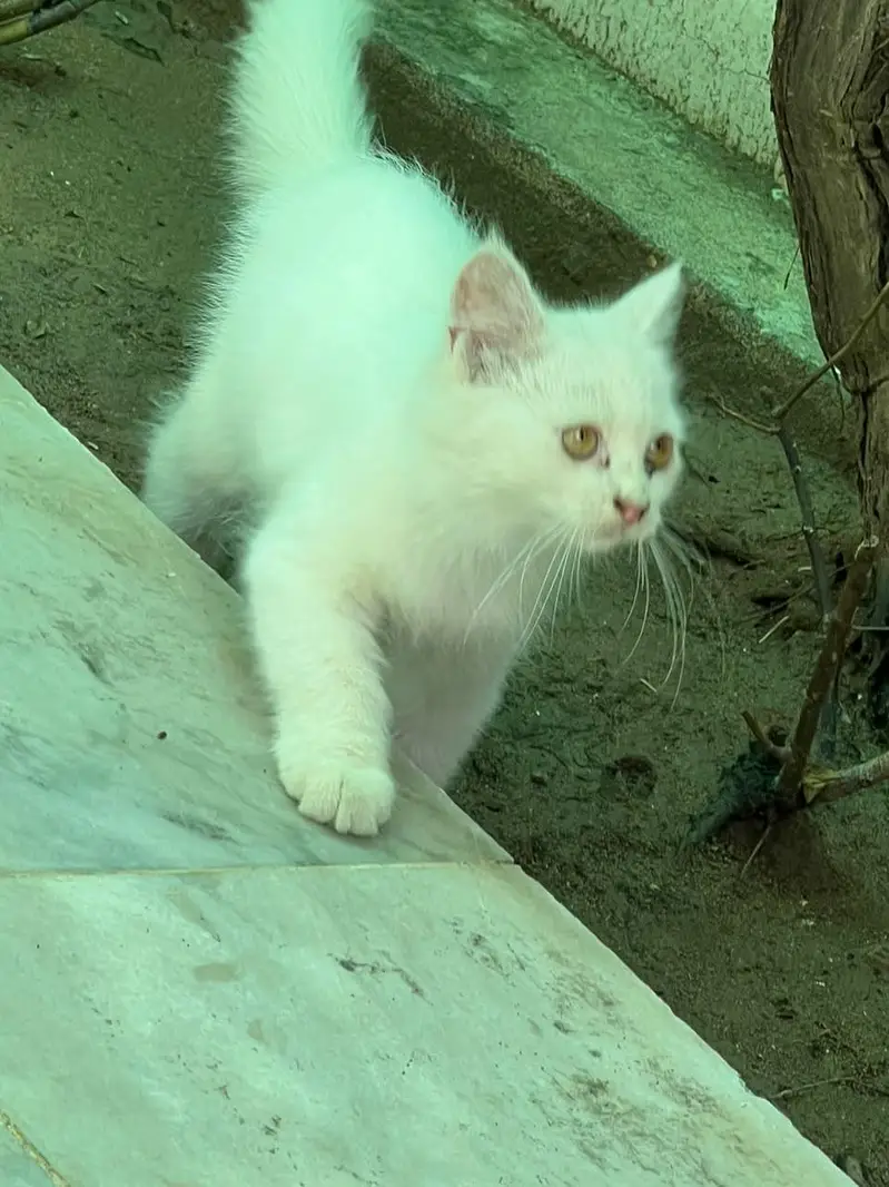 Triple coat Persian Cat — photo 4