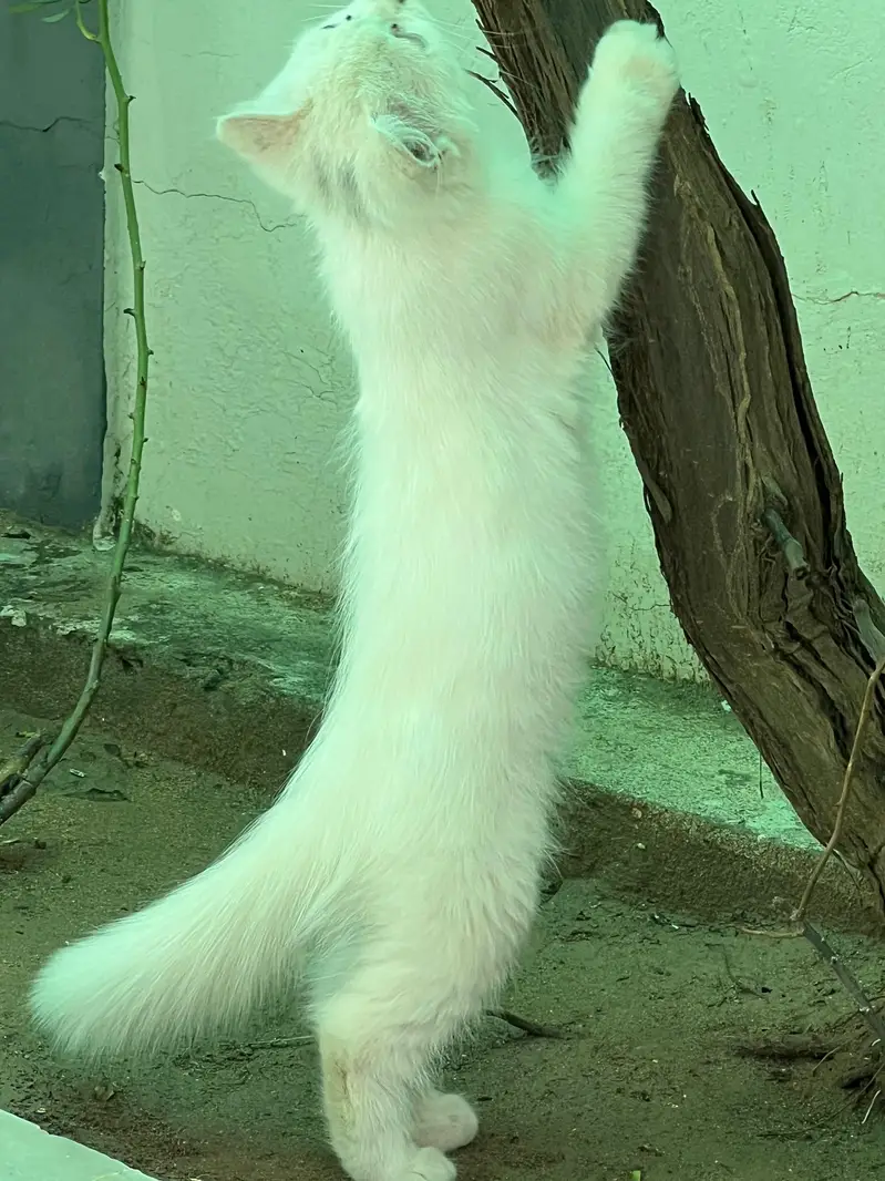 Triple coat Persian Cat — photo 5