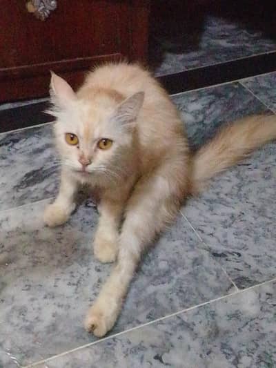 cat bays and cat for sale