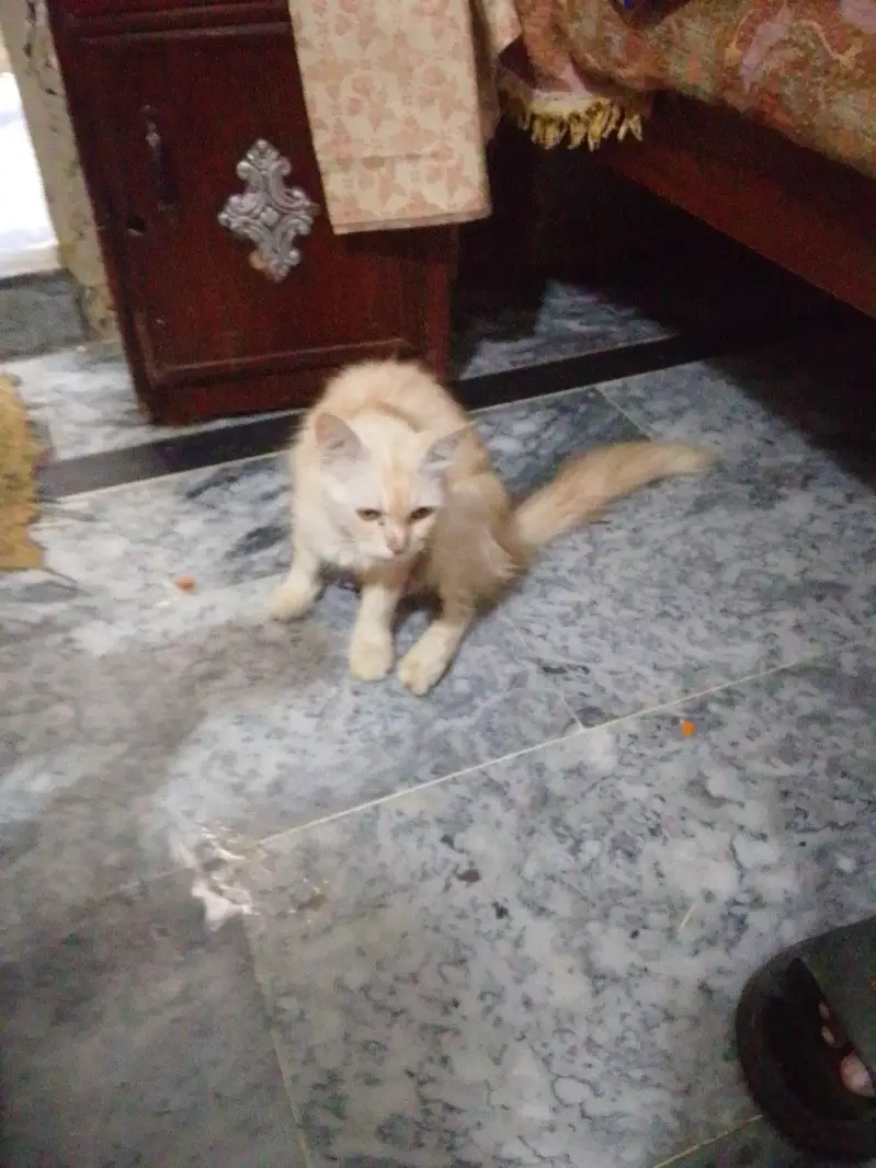 cat bays and cat for sale — photo 2
