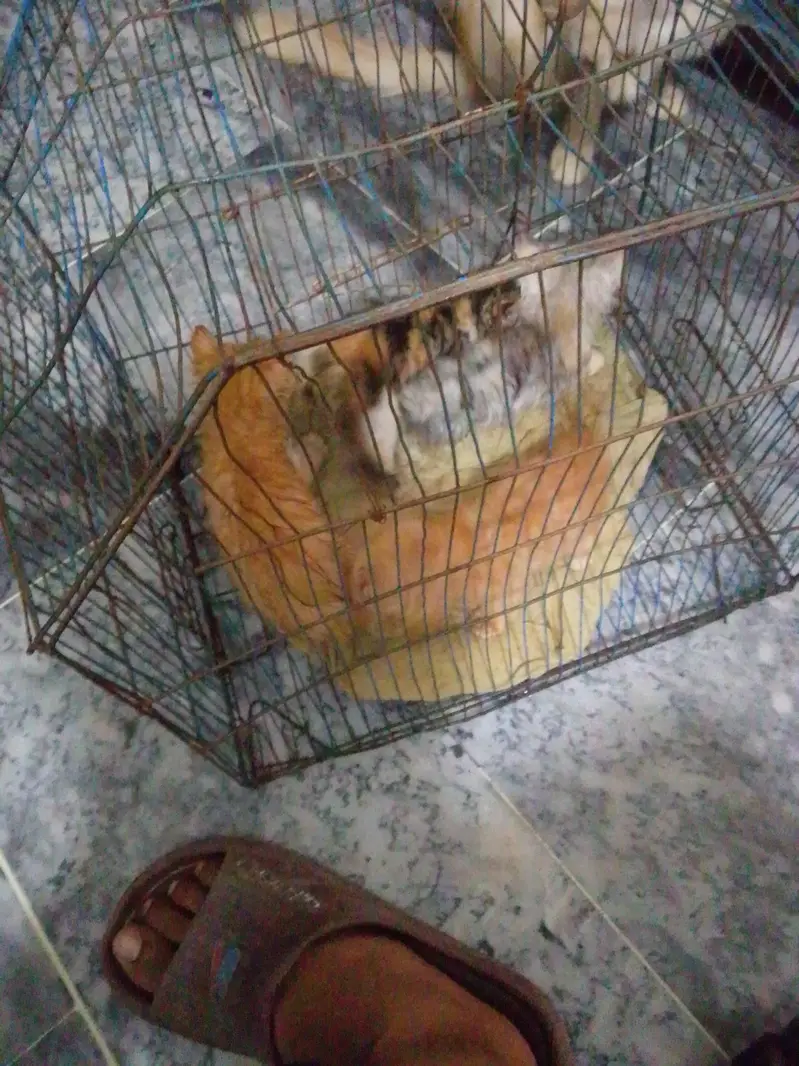 cat bays and cat for sale — photo 3