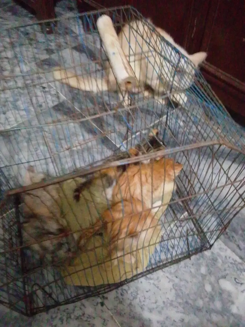 cat bays and cat for sale — photo 4