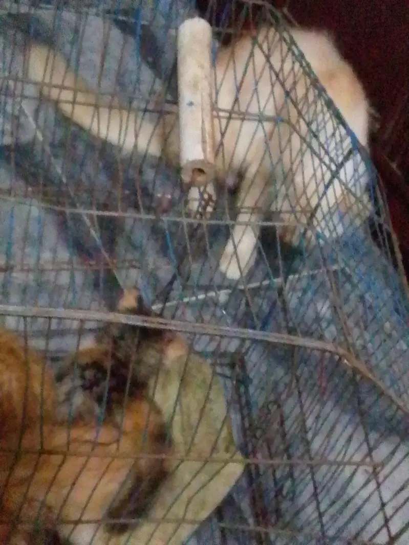 cat bays and cat for sale — photo 5