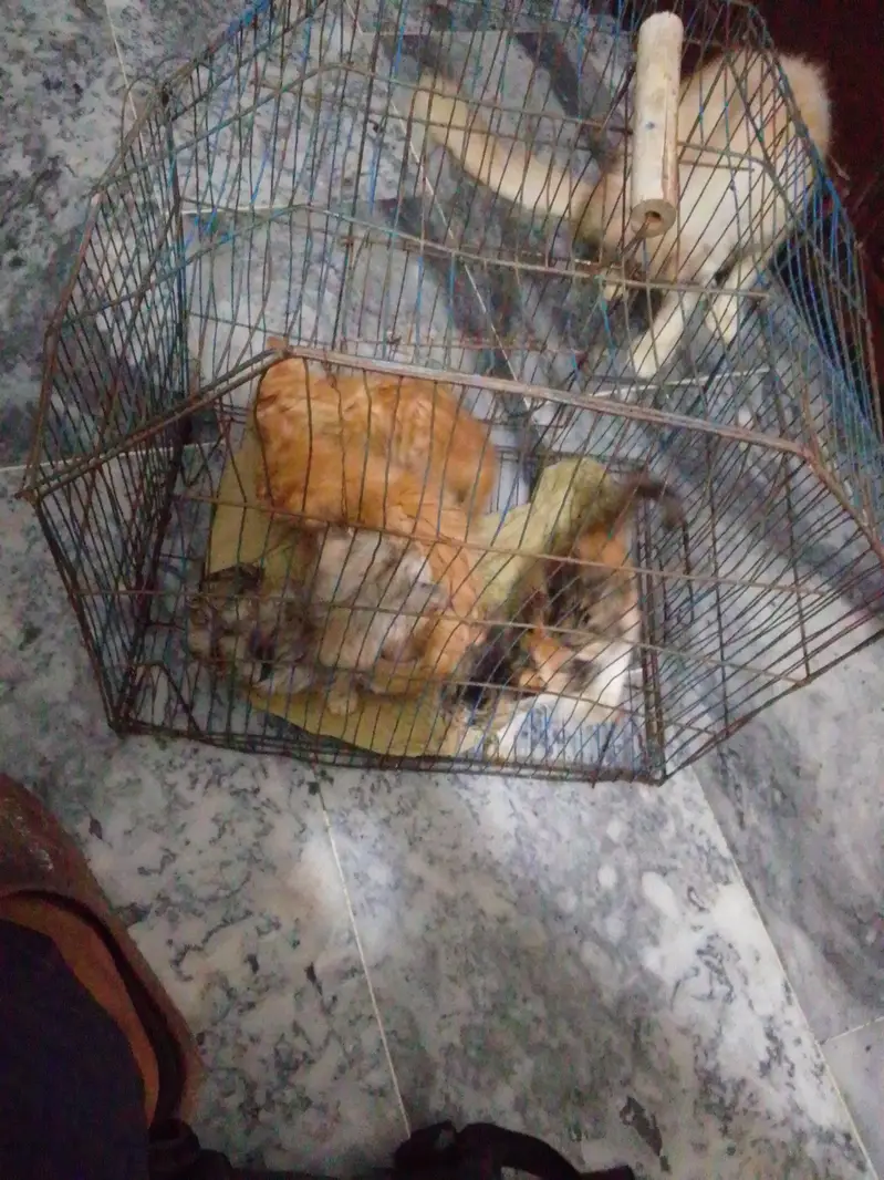 cat bays and cat for sale — photo 6