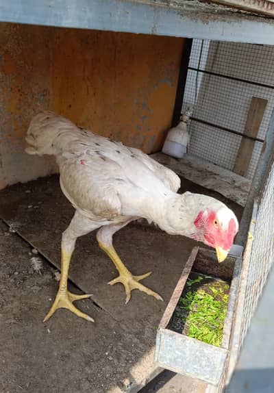 jermen Shamo Female and male