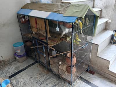 Astraliun bird and cage for sell