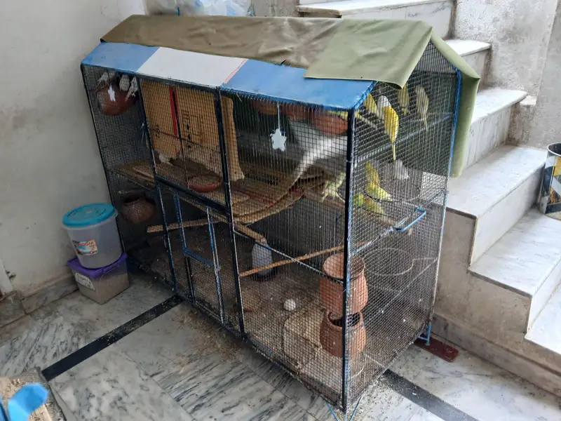Astraliun bird and cage for sell