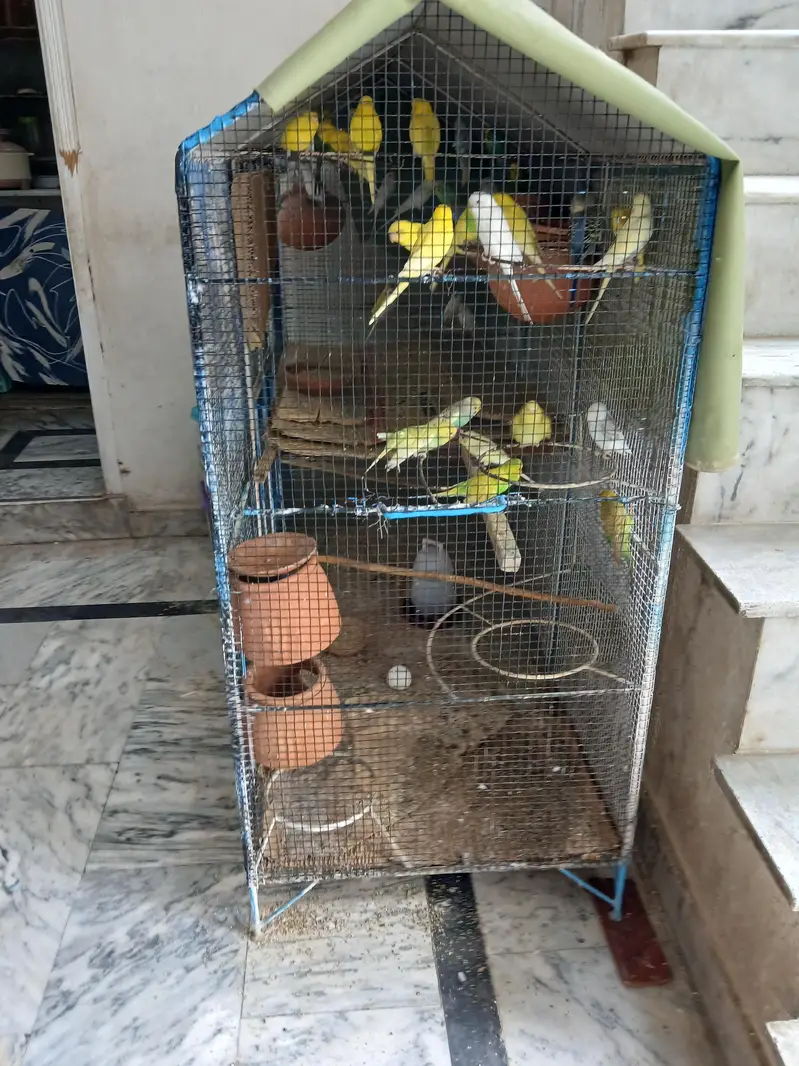 Astraliun bird and cage for sell — photo 2