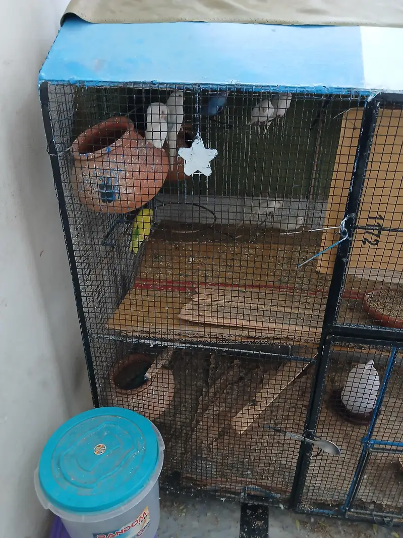 Astraliun bird and cage for sell — photo 3