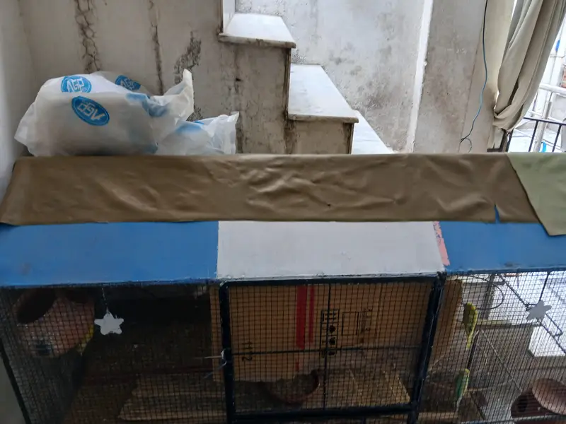 Astraliun bird and cage for sell — photo 4