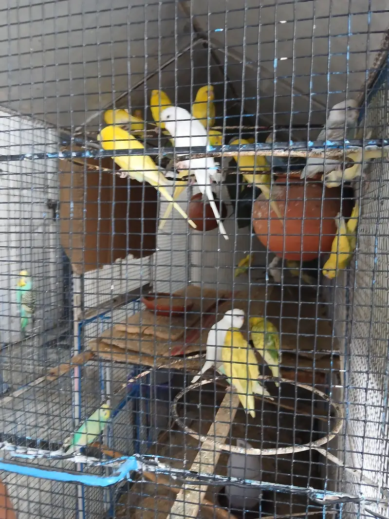 Astraliun bird and cage for sell — photo 5