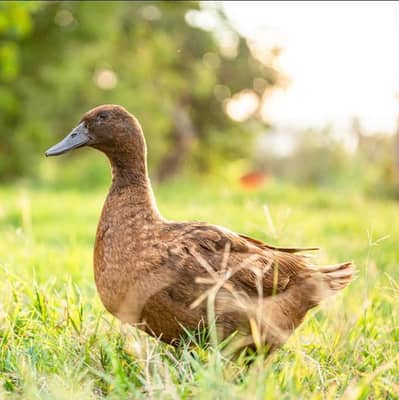khaki Campbell ducks