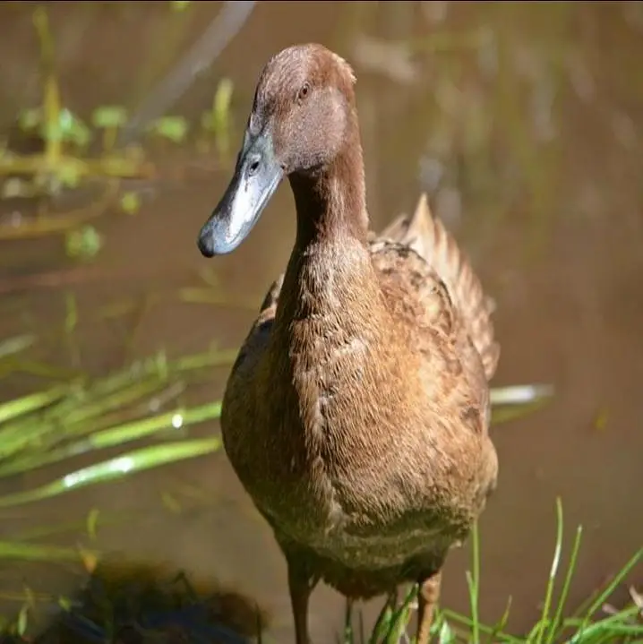 khaki Campbell ducks — photo 3