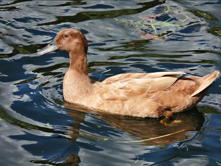 khaki Campbell ducks — photo 4