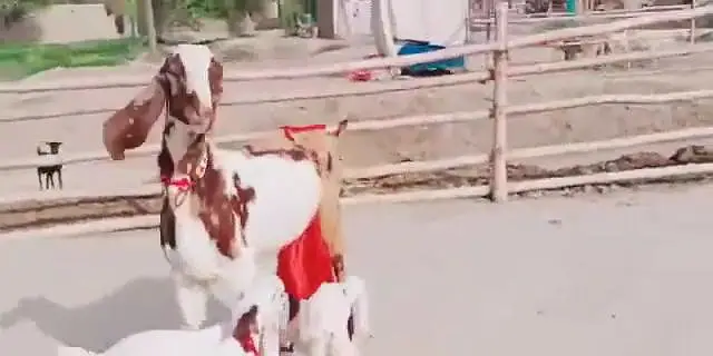 3 Bacchon Ka Sath Desi Bakri For Sale _ 03242203691 — photo 3