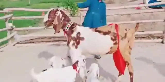 3 Bacchon Ka Sath Desi Bakri For Sale _ 03242203691 — photo 5