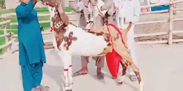 3 Bacchon Ka Sath Desi Bakri For Sale _ 03242203691 — photo 8