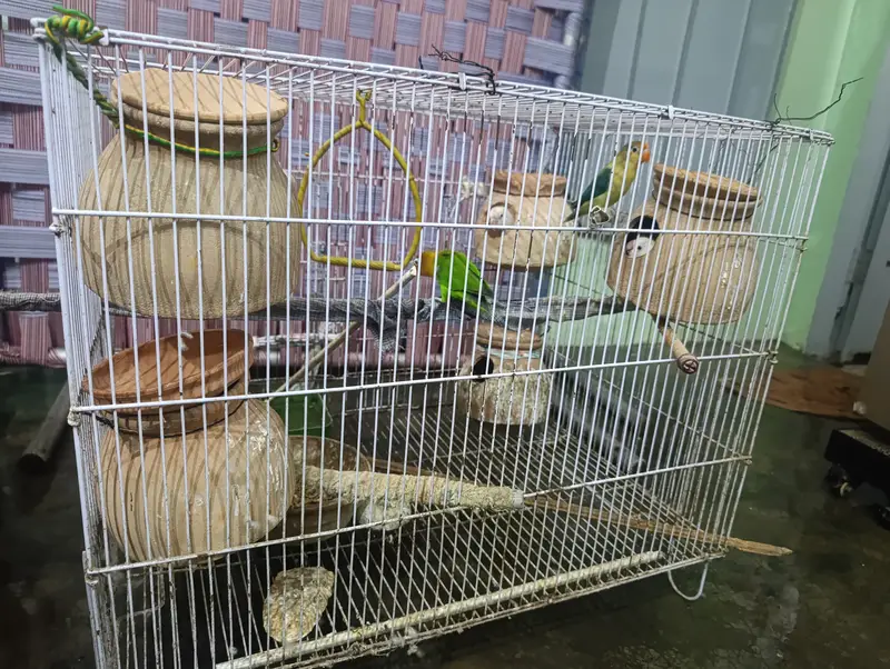 Lovebirds parrots with Cage