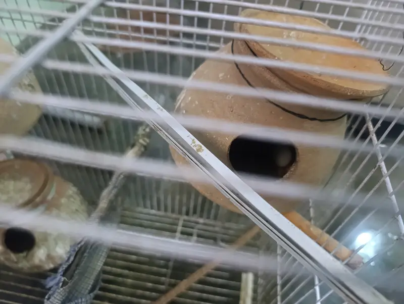 Lovebirds parrots with Cage — photo 2