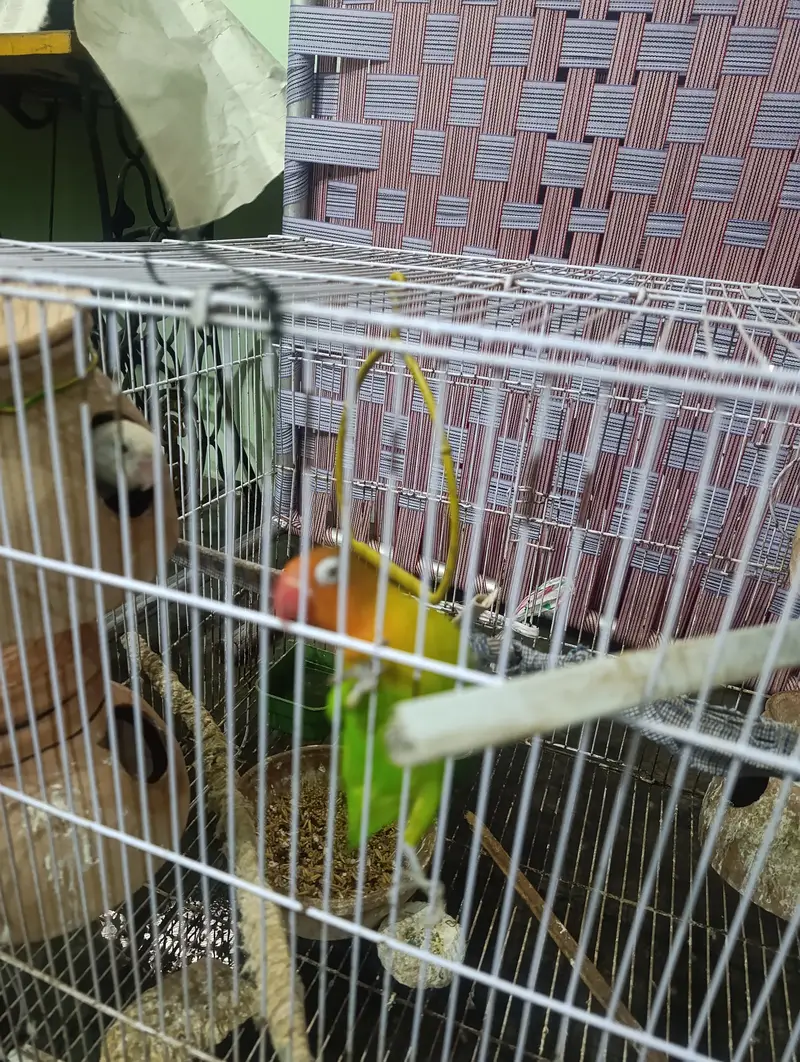 Lovebirds parrots with Cage — photo 3