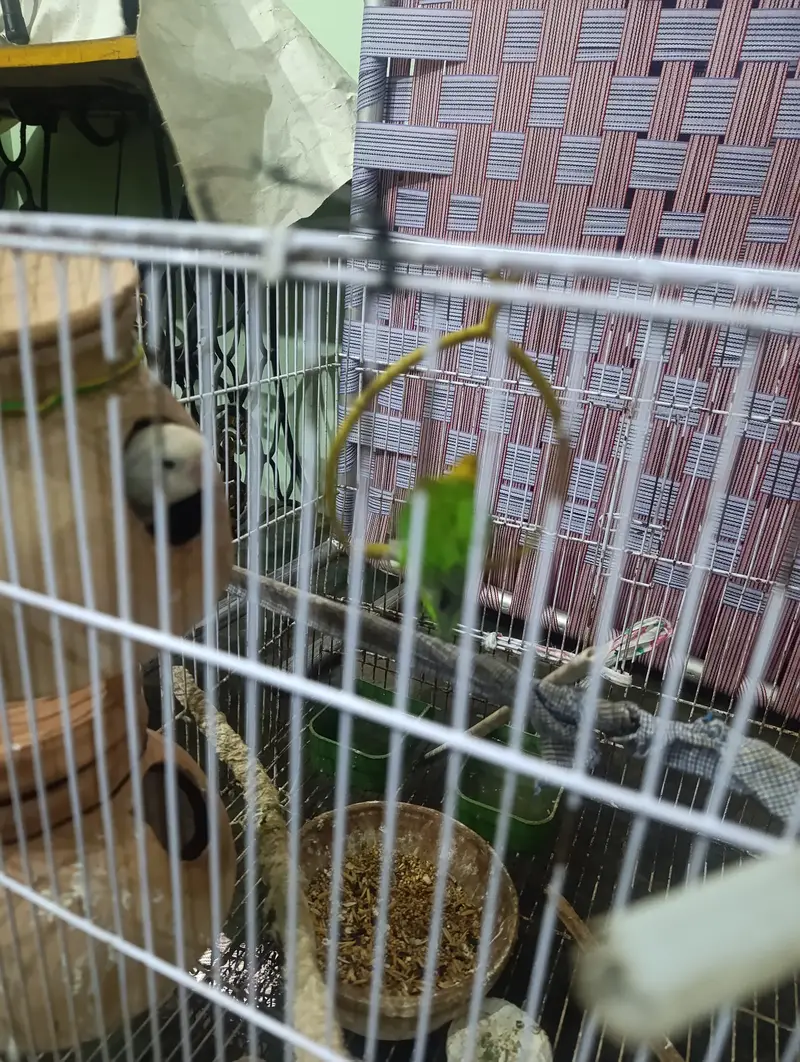 Lovebirds parrots with Cage — photo 4