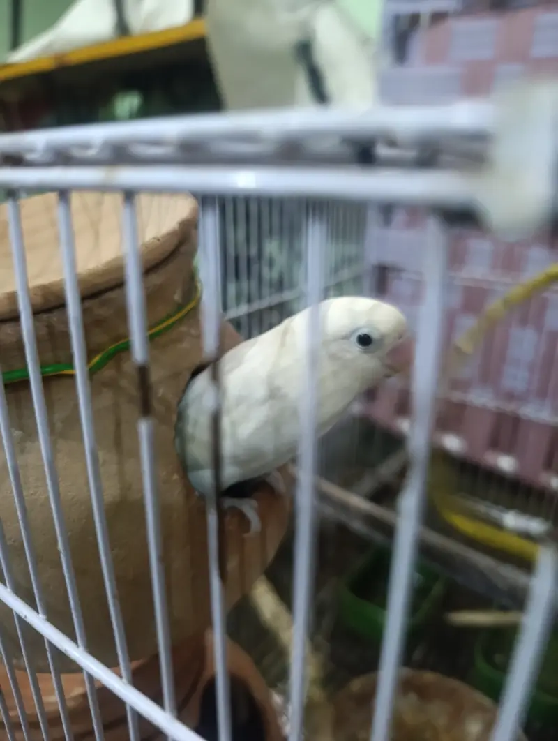 Lovebirds parrots with Cage — photo 5