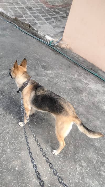 Orignal old alsetion blood line age 12 month command dog
