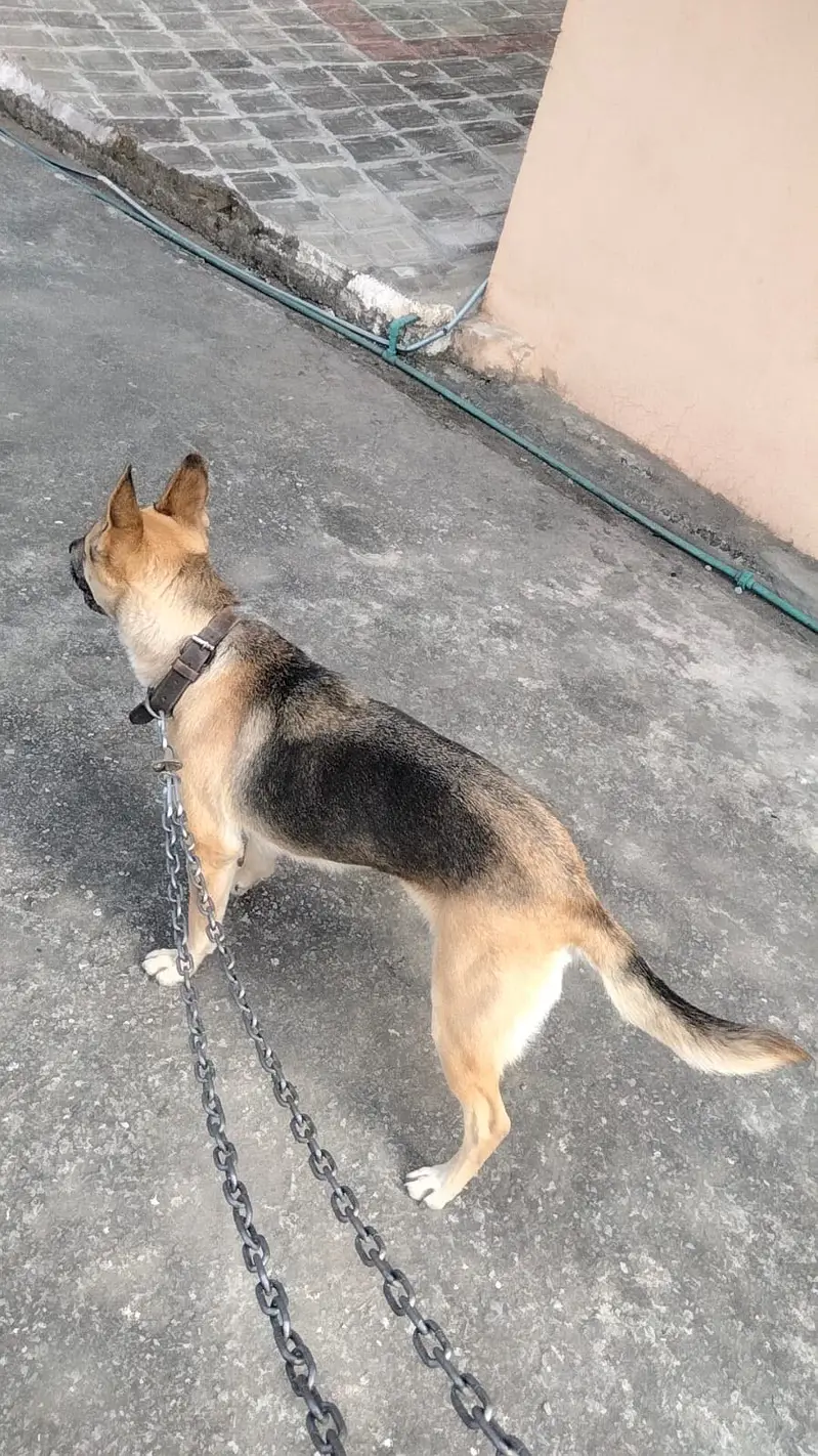 Orignal old alsetion blood line age 12 month command dog