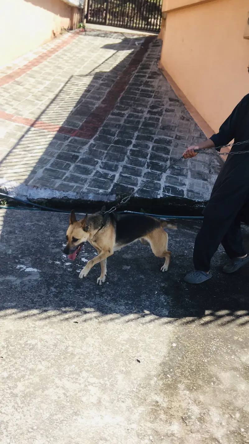 Orignal old alsetion blood line age 12 month command dog — photo 2