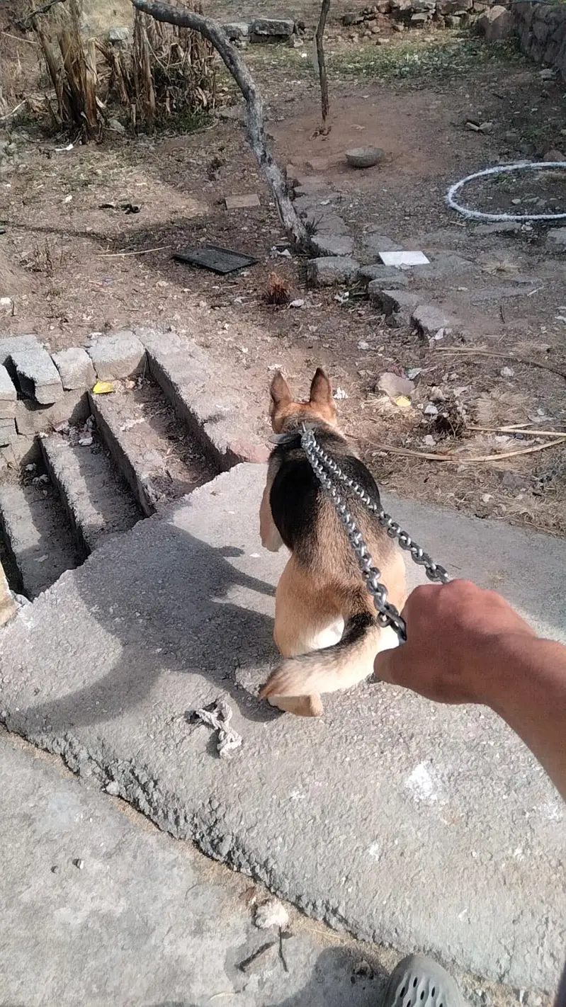 Orignal old alsetion blood line age 12 month command dog — photo 4