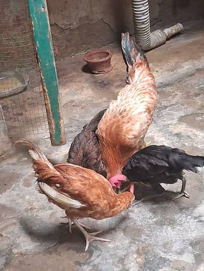 farmi adeel home breed