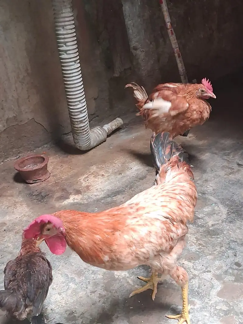 farmi adeel home breed — photo 2