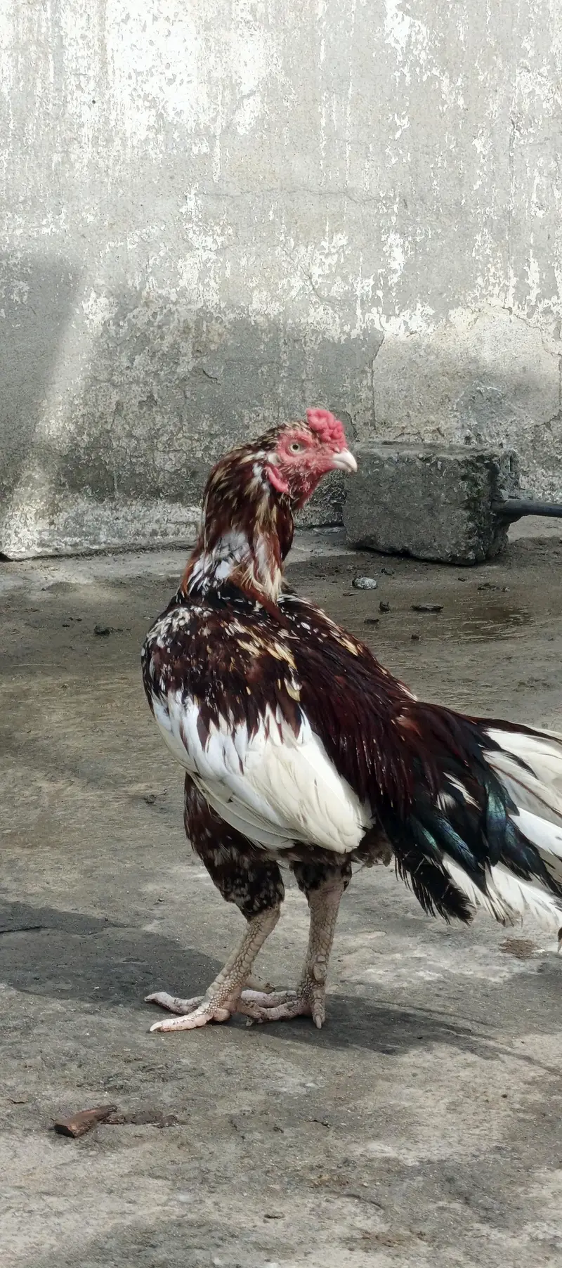 chena aseel murga — photo 2