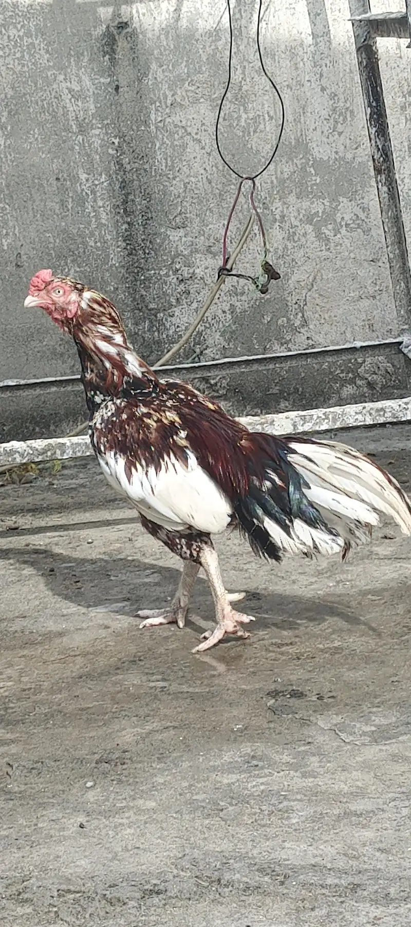chena aseel murga — photo 5