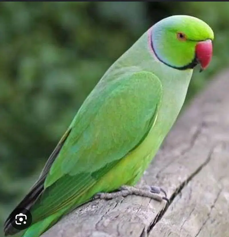 raw parrot dad and babie