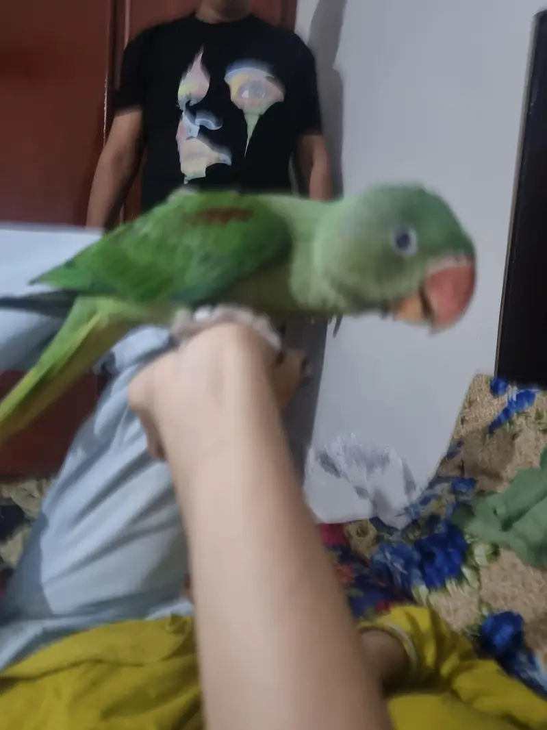 raw parrot dad and babie — photo 2