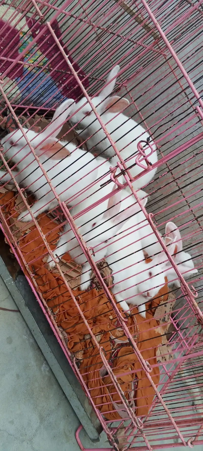 Pure red eyes white rabbit 2 year mother with 4 months 5 babies