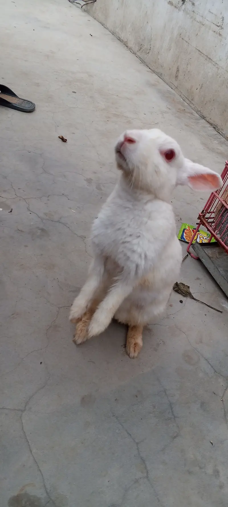 Pure red eyes white rabbit 2 year mother with 4 months 5 babies — photo 2