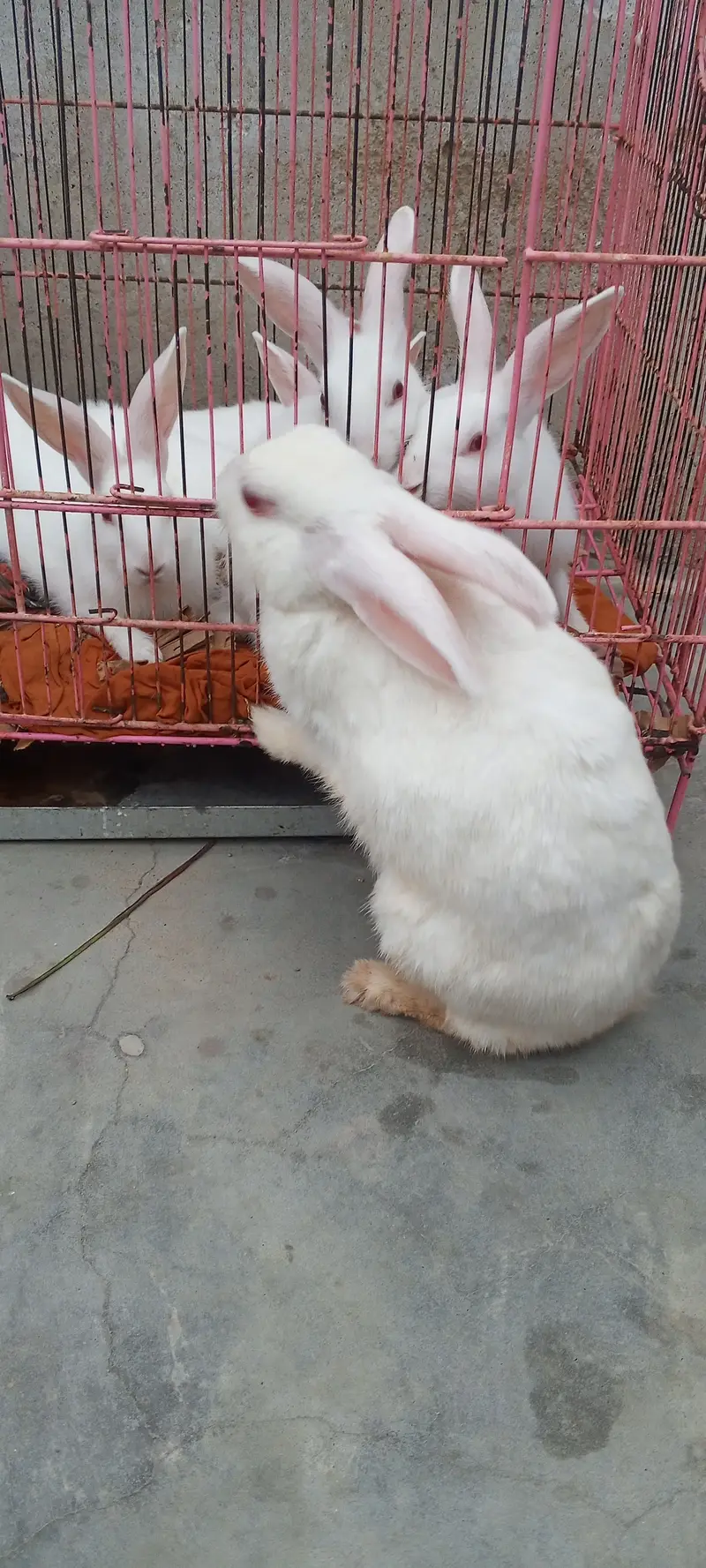 Pure red eyes white rabbit 2 year mother with 4 months 5 babies — photo 3