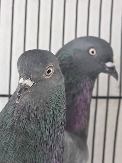 Hara pair
