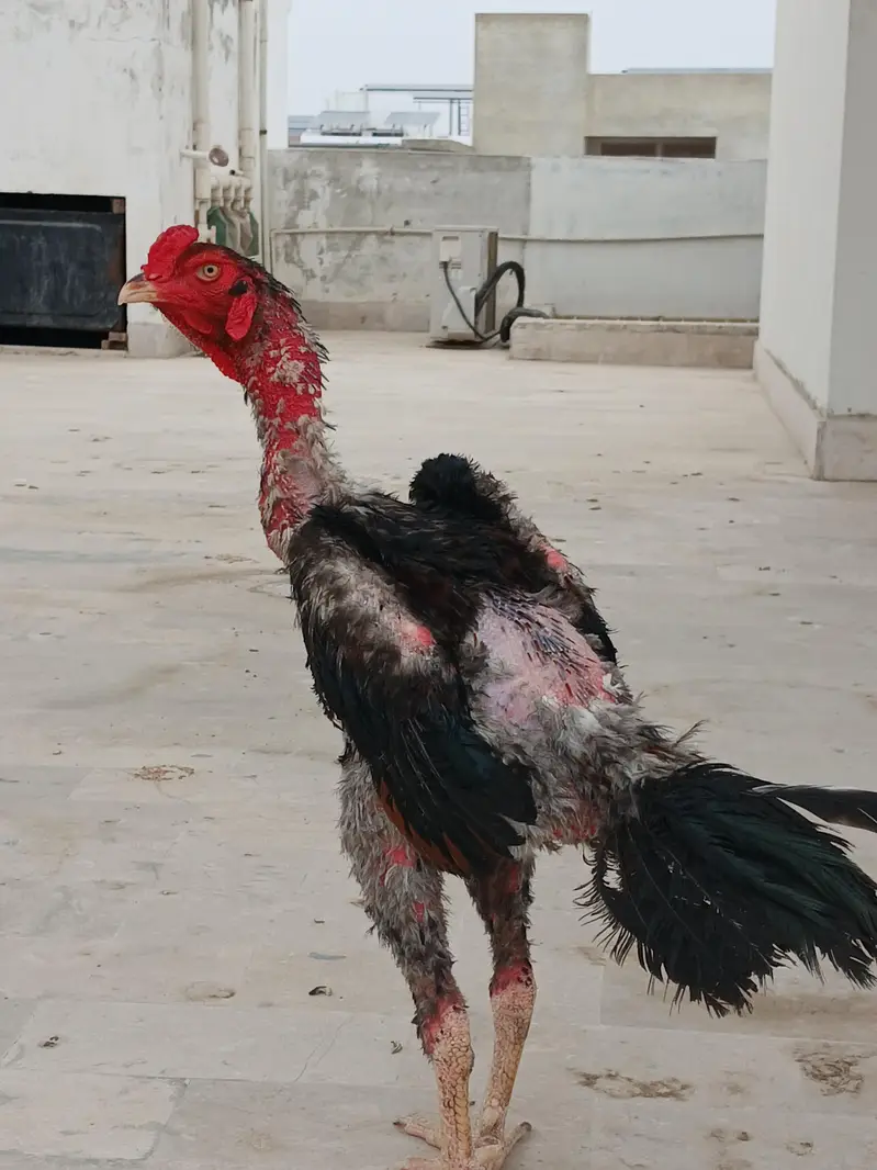 Aseel  Male — photo 3