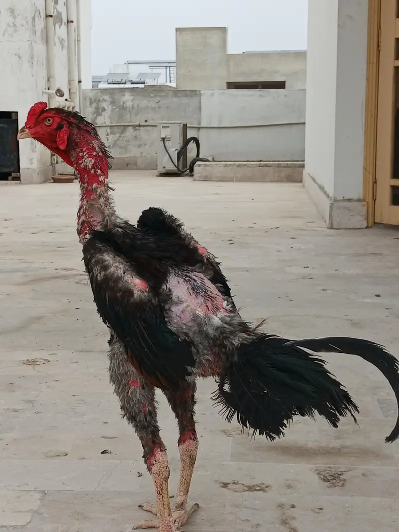 Aseel  Male — photo 5