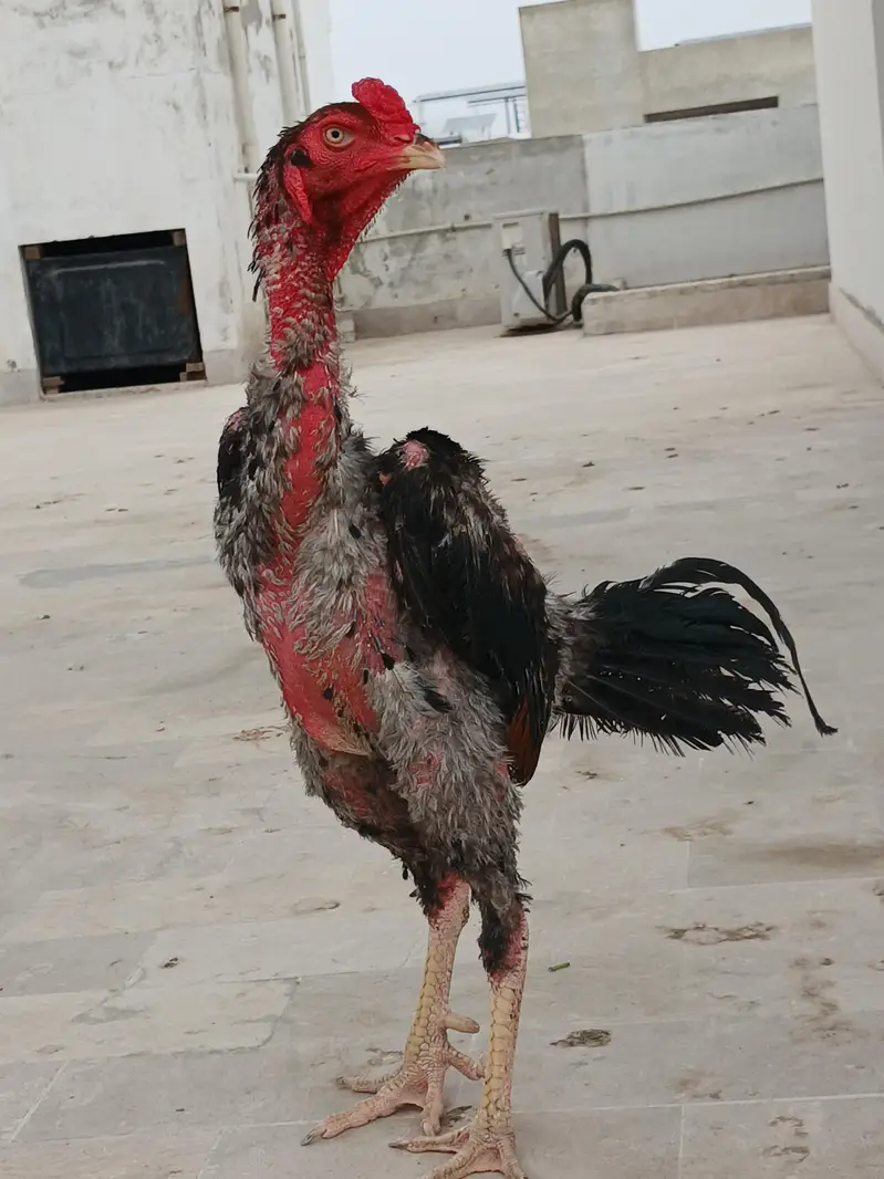 Aseel  Male — photo 6