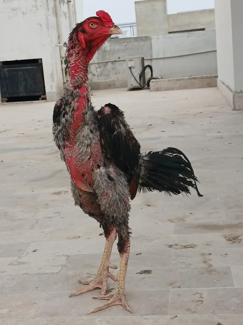 Aseel  Male — photo 7